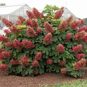 Oakleaf hydrangeas like this ‘Ruby Slippers’ cultivar offer year-round beauty with minimal care. Photo: PlantMaster