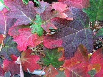 The oakleaf hydrangea name refers to its leaf shape, which is deeply lobed, much like the northern red oak. Photo: PlantMaster