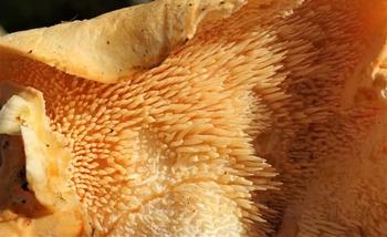 Hedgehog mushroom, Hydnum repandum  Photo: Creative Commons