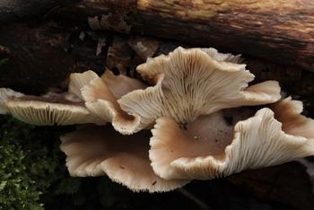 Oyster mushroom, Pleurotus ostreatus. Photo: Creative Commons