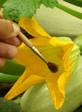 Hand pollination can assist the bees in their work. Photo: planet natural.com