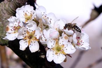 Bees need to visit flowers many times for successful pollination to occur. Photo: Heike Hartmann from Pixabay
