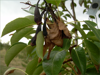 With fire pear blight, leaves wilt rapidly and turn dark but remain attached. Photo: Ninja Tacoshell wiki commons.