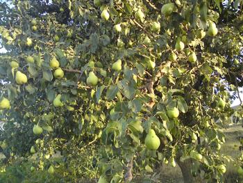 Pears grow well in many parts of Marin County. Photo: Al Borzagros