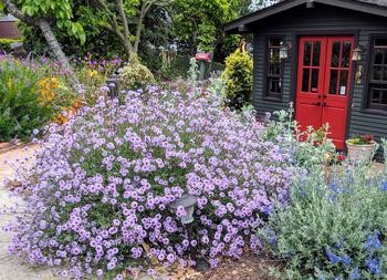 The native plant Verbena lilacina ‘De La Mina’ blends well into a cottage garden. Photo: Plantmaster