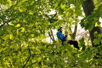 Arborists certified by the ISA are required to keep up with regular training; they're your best resource of long-term tree health. Photo: Topi Pigula