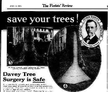 John Davy, one of the forefathers of modern arboriculture, reminds us  