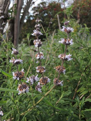 Black sage has bright green foliage and lovely whorls of white or lavender blooms all summer long. Photo: Diane Lynch