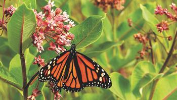 Milkweed, which attracts monarch butterflies, should die completely back by late fall. If it doesn’t, prune it back to a few inches. Colin Mackenzie