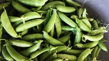 Sugar snap peas are not only delicious cool season crops, but they also fix nitrogen in the soil. Marty Nelson