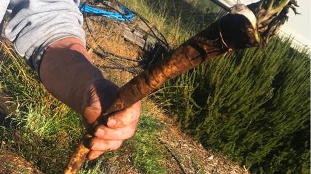 When a horseradish root grows to the size of a large carrot, it is ready for harvest Photo: Marty Nelson