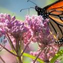 Emergency! Wake up call for our beloved monarch butterflies!