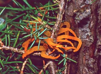 Orange, gelatinous masses form on some types of evergreen hosts like this juniper. Photo: WikiMedia Commons