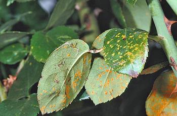 Rose rust pustules are visible on the lower surface of the leaf while the top surface appears spotted. Photo: WikiMedia Commons