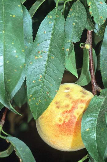 Small, sunken dark rust lesions on peaches will split open by the time the fruit is ripe. Photo: Jack Kelly Clark, UC Regents