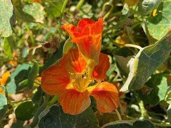 Nasturtium is in bloom prior to seeds developing in a pollinated ovary inside the flower. Photo: David Walker