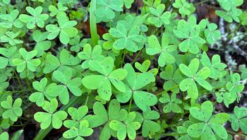 Oxalis prefers soil that is low in calcium but high in magnesium; learn to read your weeds. Photo: James Campbell