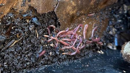 The worms that are best for producing compost are the redworms or red wigglers. Marty Nelson