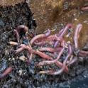 January 2023: Welcoming Worms