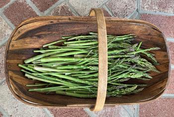 During harvest, check your asparagus bed every day. Pick the spears when they are tight and smooth. Photo: Alice Cason