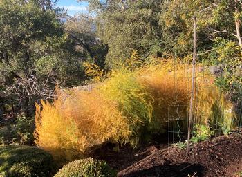 In the fall, the asparagus foliage turns golden and it's time to cut it to the ground and feed the soil for next year's harvest. Photo: Alice Cason