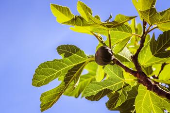 Now's the time to find a variety of bare-root fruit trees like figs at local nurseries. Photo: Jametlene Reskp/Unsplash