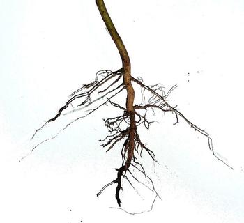 Bare-root plants are sold unpotted during the dormant season, are less expensive, and easier to introduce to your property. Photo: Wikimedia Common