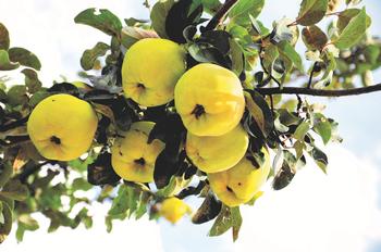 Quince, with a chill factor of only 100 to 300 hours, is a good fruit tree choice for many Marin microclimates. Dreamstime