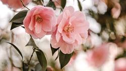 Camellia annie-spratt-fQXuvHNNtW8-unsplash (1)