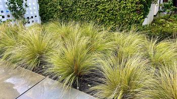 This cool-season grass will keep its color year-round but will benefit from combing out brown foliage & pruning every 2 or 3 years. James Campbell