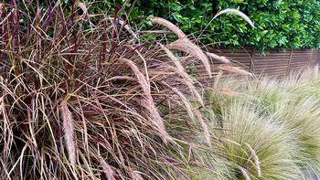 Purple fountain grass is a warm-season grass & can be cut back each year, in the fall or early spring. Choose a non-invasive cultivar. James Campbell