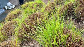 These tall grasses were cut to six inches in the fall and are already starting to sprout new growth. James Campbell