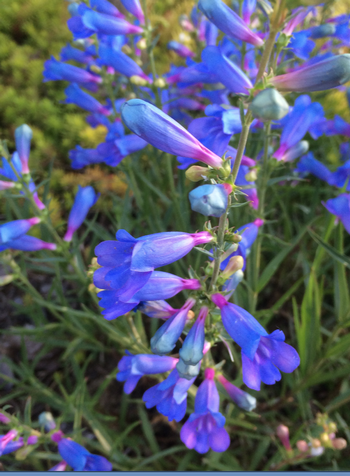 This electric blue penstemon is a California Native. Photo: Plantmaster