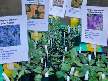 The Marin Master Gardener Pollinator plant sale will have 35 varieties of plants that do well in Marin. Photo: Becca Ryan
