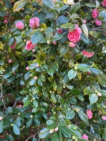 Big shiny leaves and an abundance of spring blooms make camellia japonica an attractive garden plant. Photo: Jane Scurich