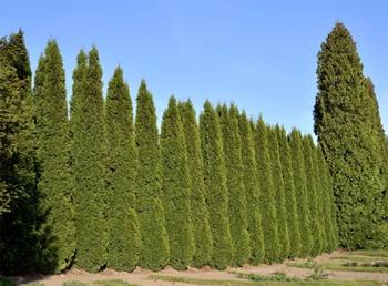 Avoid Italian cypress and other plants that accumulate dead materials where they are difficult to remove. Fire Safe Marin