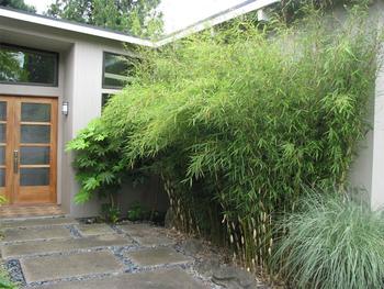 Avoid plants such as bamboo that are difficult to maintain due to their accumulation of dead material. Fire Safe Marin