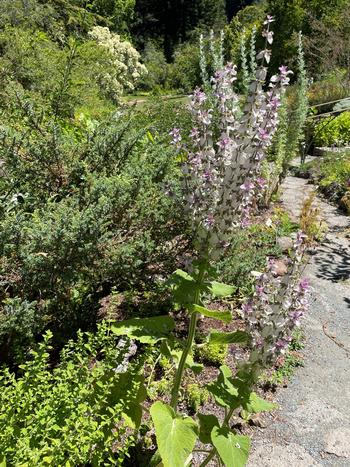 Clary Sage, a low-water herb, steals the show in The Herb Garden at UC Berkeley Botanical Garden. Photo: Anne-Marie Walker