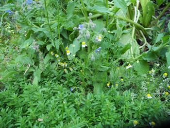 Chamomile planted with Oregano and Borage. Photo: Anne-Marie Walker