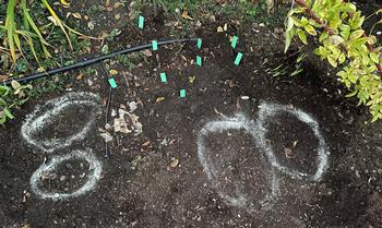 To prevent digging into your bulbs in the future, mark the planting areas with plant labels or outline them with bulb food, take a photo, and save.