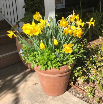 After flowering, snip off the withered bloom, apply a complete fertilizer,  and allow the foliage to die naturally. Divide bulbs every 3-5 years.
