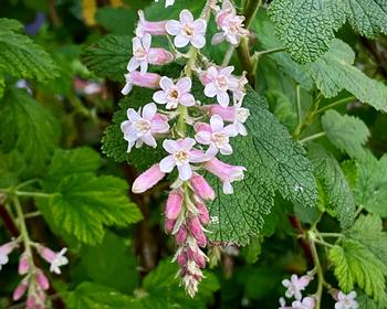 The winter-flowering Ribes malvaceum can thrive in part-shade. Photo: Barbara Robertson