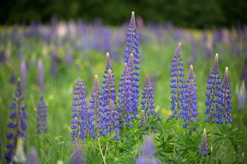 Many Lupine species are wildflowers in Marin, but can thrive in gardens as evergreen perennials or annuals that reseed. Photo: Negative Space
