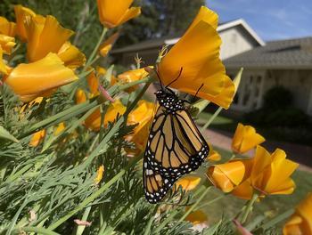 CA poppies have no nectar, just pollen. Monarch butterflies like to sip the dew that accumulates in the cup attracted by the color. Alice Cason