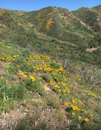 California Poppies are common along the rocky slopes, bluffs and roadsides of Marin County. Plantmaster