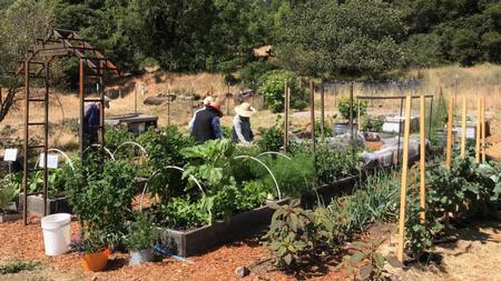 Many volunteer hours make the Edible Demonstration Garden an educational and productive project