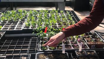 Plants get a head start in the greenhouse until they are ready to be transplanted into the garden beds