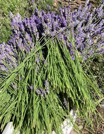 The harvest of 'Provence’ lavender at about 50% blooming. Photo: Alice Cason
