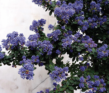 California lilac (Ceanothus spp.) is a native plant that attracts bees. Photo: Gabriela Beres