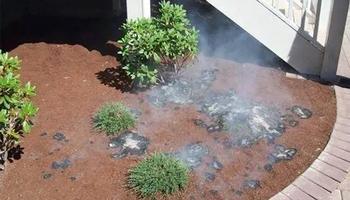 Gorilla hair mulch (or shredded western cedar) is highly flammable and should be avoided. Photo: Fire Safe Marin.